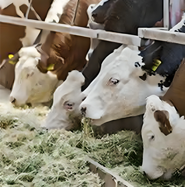 Moneyboxx, which finances livestock farmers, disburses Rs1,200 crore as of March 2024