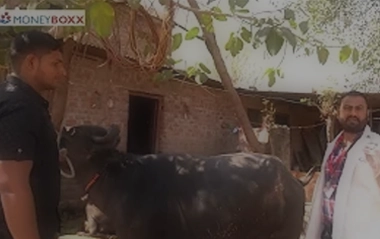 Cattle Pregnancy Testing to Bolster Farmer Prosperity