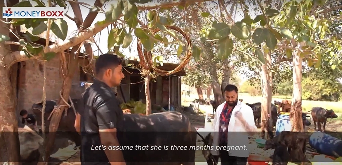 Cattle Pregnancy Testing to Bolster Farmer Prosperity